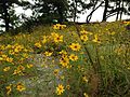 Confederate yellow daisy (Helianthus porteri)