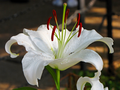 A lily in bloom, one of the many plants at the zoo