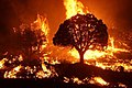 Image 19Wildfire burning in the Kaibab National Forest, Arizona, United States, in 2020. The Mangum Fire burned more than 70,000 acres (280 km2) of forest. (from Wildfire)