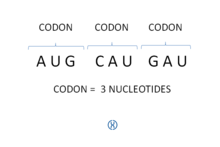 codón-3-nucleótidos