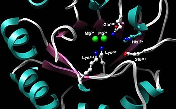 Active site of enolase in the middle of the C-terminal domain’s barrel. Depicted are two Mg2+ cofactors and five highly conserved residues imperative for proper catalytic function: His159, Glu168, Glu211, Lys345, Lys396.