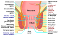 Anatomie de l'anus humain.