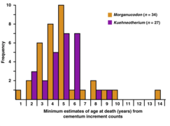 Гистограмма оценок продолжительности жизни Morganucodon и Kuehneotherium по подсчётам количества колец цемента