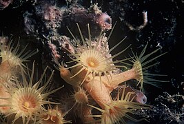 Parazoanthus axinellae (Zoantharia)