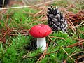 Holubinka vrhavka Russula emetica