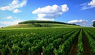 Kebun anggur di Côte de Nuits, Burgundy.