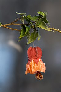 Abutilon × hybridum, by JJ Harrison