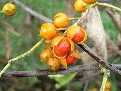 Celastrus scandens