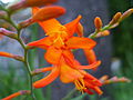 Crocosmia sp.