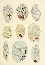 The free-living unarmored dinoflagellata