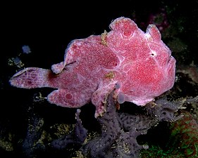 Припадник врсте Antennarius ocellatus из Источног Тимора. Клоуновка је камуфлирана да изгледа као стена прекривена алгама или морском травом; она лежи непомично и чека да јој приђе плен.