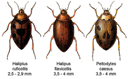 Haliplus ruficollis, Haliplus flavicollis és Peltodytes caesus