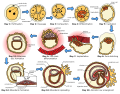 The initial stages of human embryogenesis