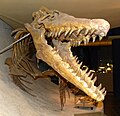 Реконструированный скелет NHMM 006696. Музей естественной истории Маастрихта, Нидерланды (другой ракурс)