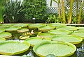 Hábito e grandes folhas flutuantes de Victoria amazonica.