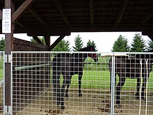 Deux chevaux noirs vus de dios derrière un grillage.