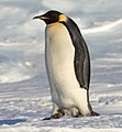 O pinguim-imperador representa a fauna local