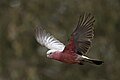 Galah