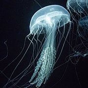 Jellyfish