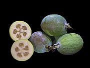 Brasilianische Guave (Feijoa)