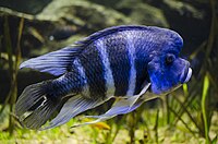 Cyphotilapia frontosa