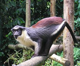Мавпа Діани (Cercopithecus diana)