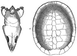 Glyptops sp. (Pleurosternidae)