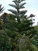 Abbey Gardens on Tresco, Isles of Scilly