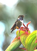 Male volcano hummingbird