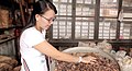 Image 96An ethnic Chinese woman in Malaysia grinds and cuts up dried herbs to make traditional Chinese medicine. (from Malaysian Chinese)