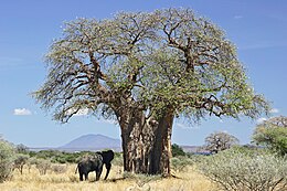 Majomkenyérfa Tanzániában