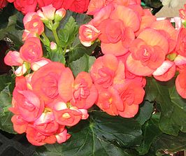 Begonia