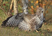 Photographie en couleurs d'un rapace vu de trois quarts, posé au sol, l'aile droite grande ouverte, au plumage tacheté de blanc et de brun.