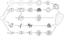 Diferentes padrões de clivagem encontrados em Obelia loveni: a. clivagem sincicial, b. clivagem radial, c. clivagem "pseudoradial", d. clivagem anarquica, e. clivagem desigual