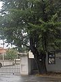 درختِ حفاظت‌شده در خیابانِ اِگالیتات
