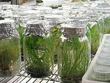 Fotografia barwna, rośliny hodowane w słoikach nakrytych folią aluminiową
