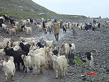 Geaß am Rohtang-Poss