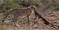 Південноафриканський гепард із тушою