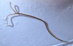 Lumbriculus variegatus (Lumbriculida)
