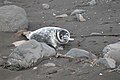 Junge Kegelrobbe (Halichoerus grypus) in Sandvík