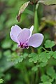 Κυκλάμινο το κισσόφυλλο (Cyclamen hederifolium)