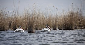 Кудрявые пеликаны в заливе