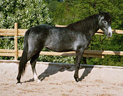 Cavall jove negre-liart en fase inicial de canusir