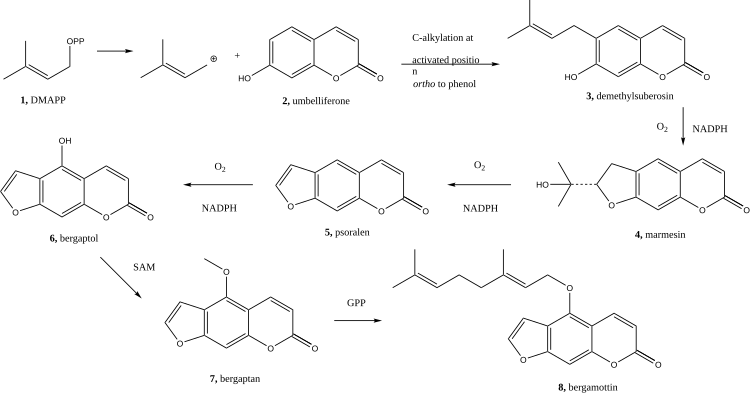 Synthesis of psoralen from 6-hydroxycoumaran