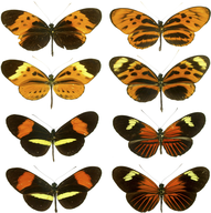 Fjärilar av släktet Heliconius från nya världens tropiker är ett klassiskt exempel på Müllers mimikry, där utseendet avskräcker för att fjärilen smakar illa.