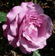 Blass-purpurne Rose 'Royal Amethyst'