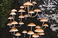 Mushrooms on Wonga Walk