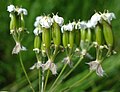 Nezralé plody kerblíku lesního (Anthriscus sylvestris)