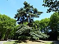 Le cèdre remarquable du cimetière de Bagneux.