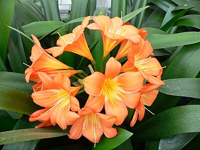 Clivia miniata, by Raul654